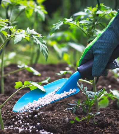 tree-fertilization2